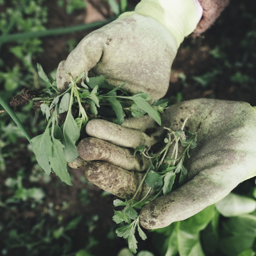 Coffee Plant Care Guide